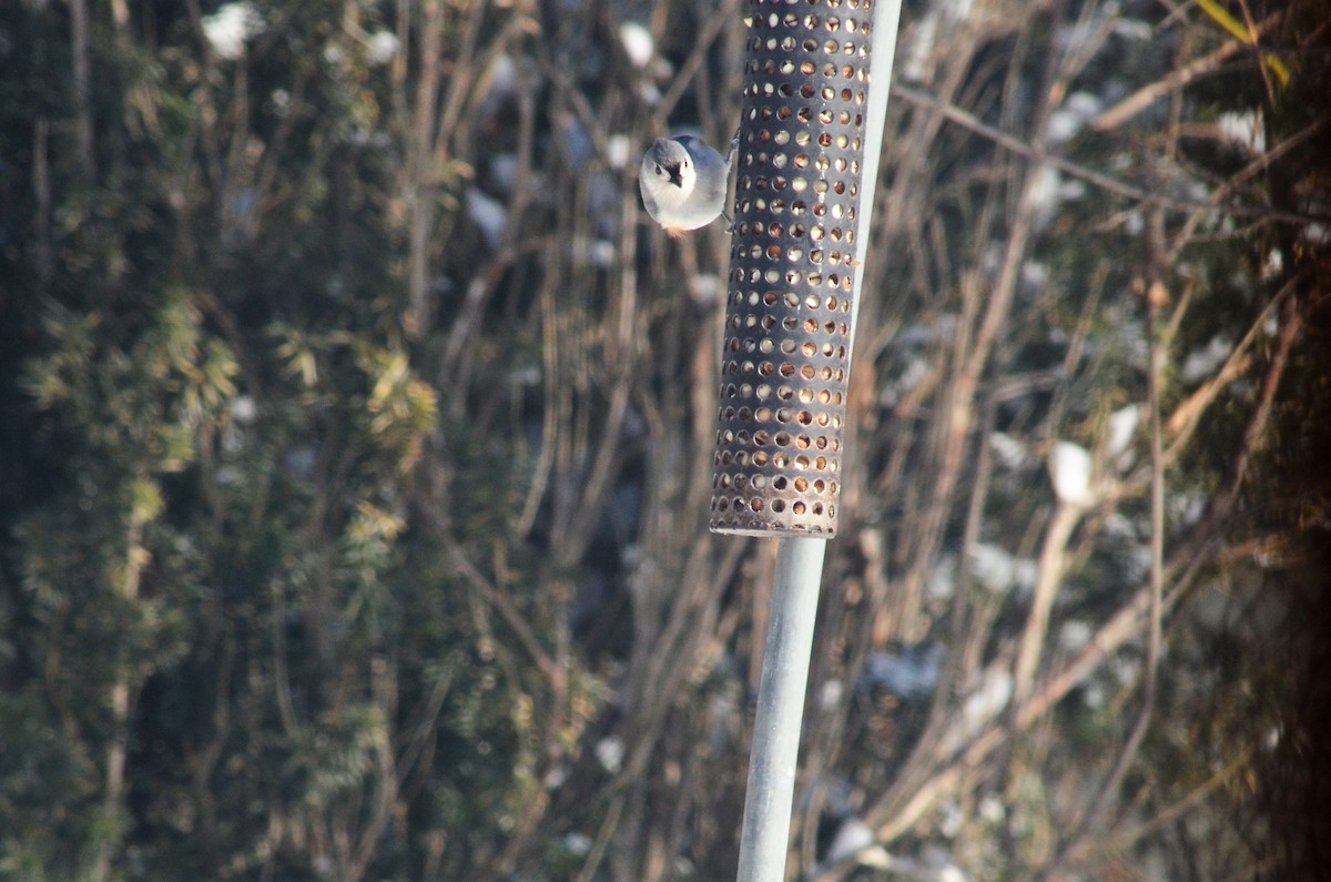 Tufted Titmouse - ML307738971