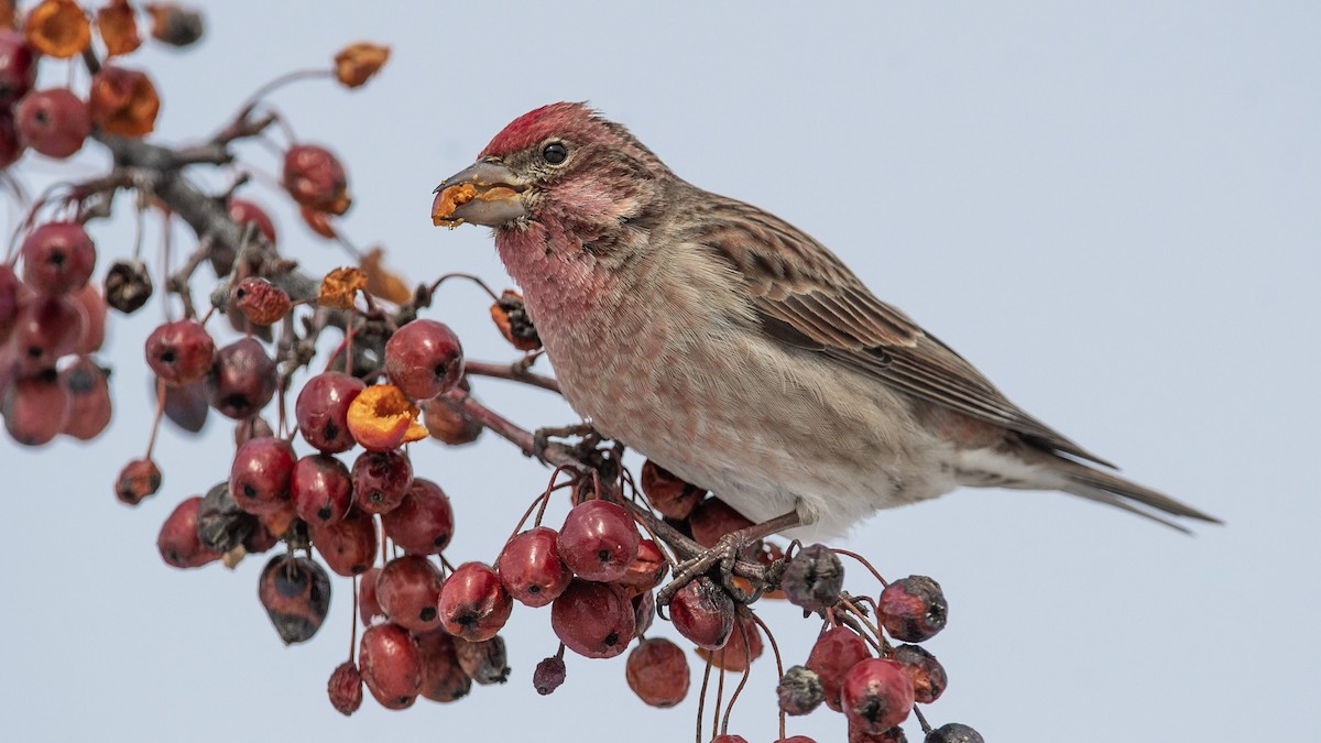 Cassin's Finch - ML307739671