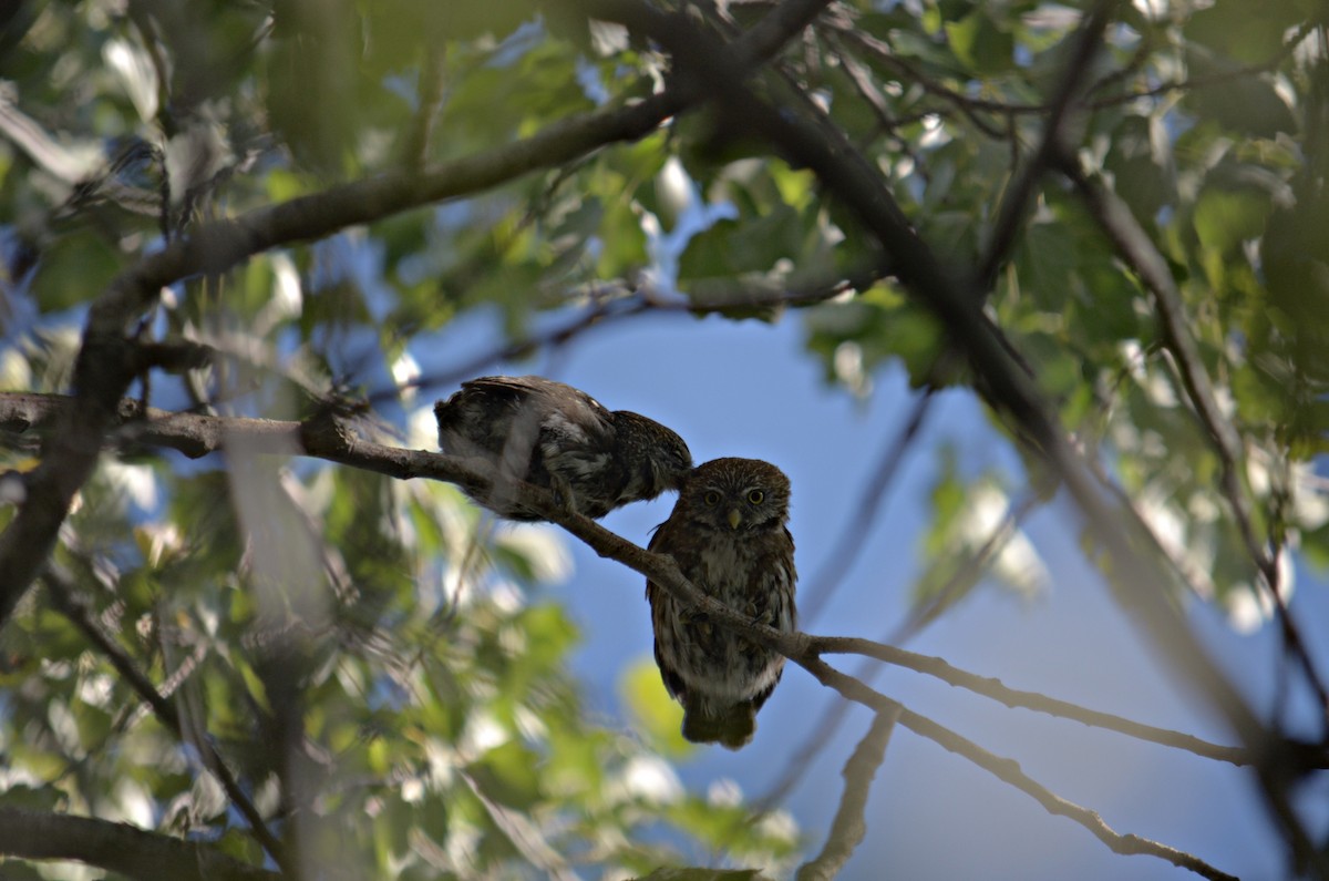 Austral Pygmy-Owl - ML307743301