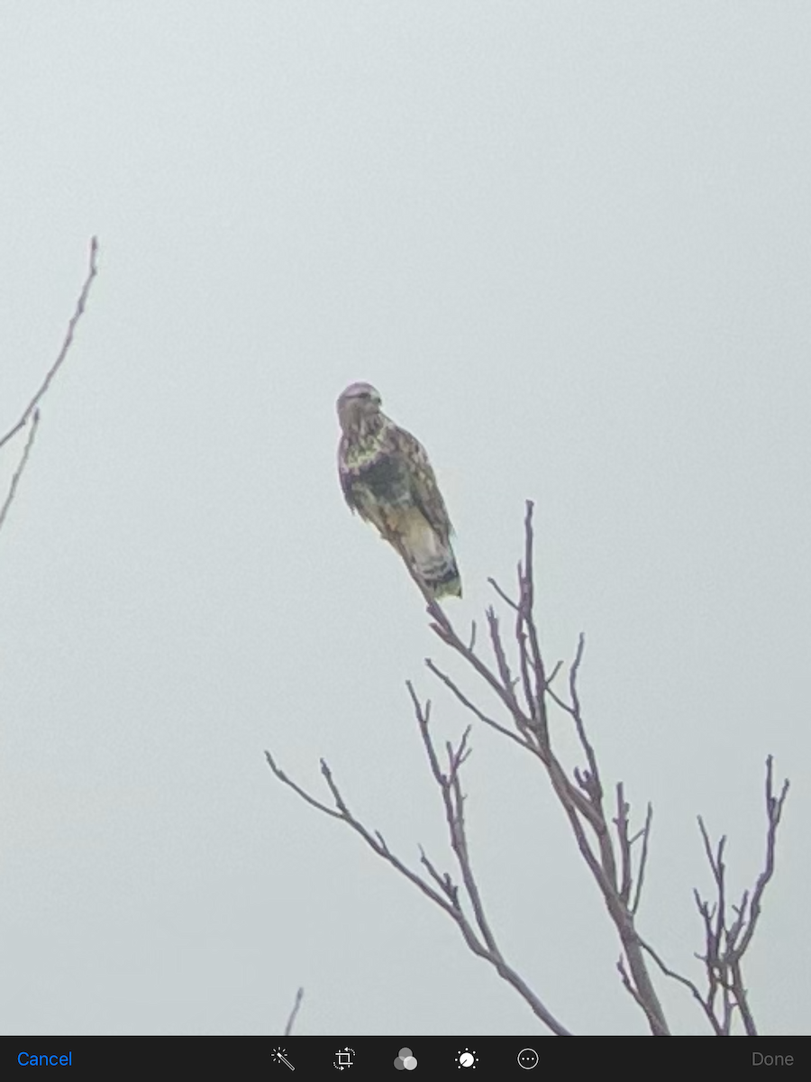 Rough-legged Hawk - ML307743351