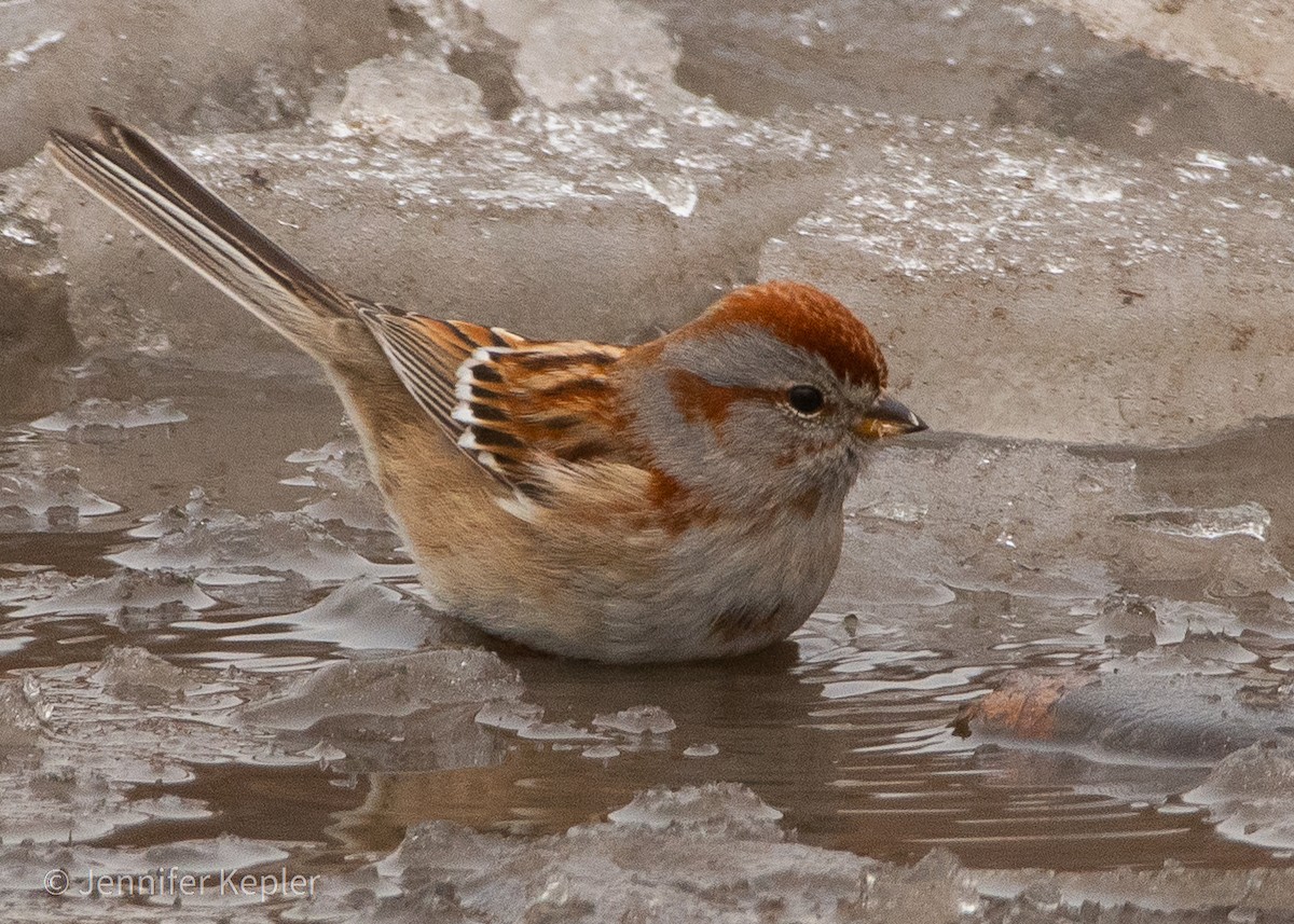 American Tree Sparrow - ML307744581