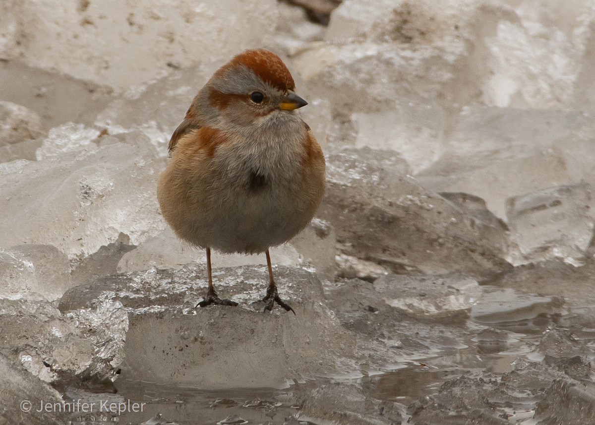 American Tree Sparrow - ML307744601