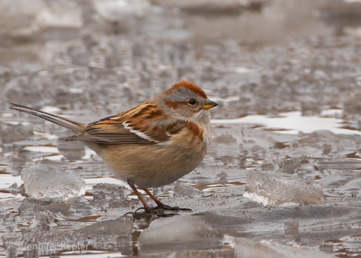 American Tree Sparrow - ML307744651