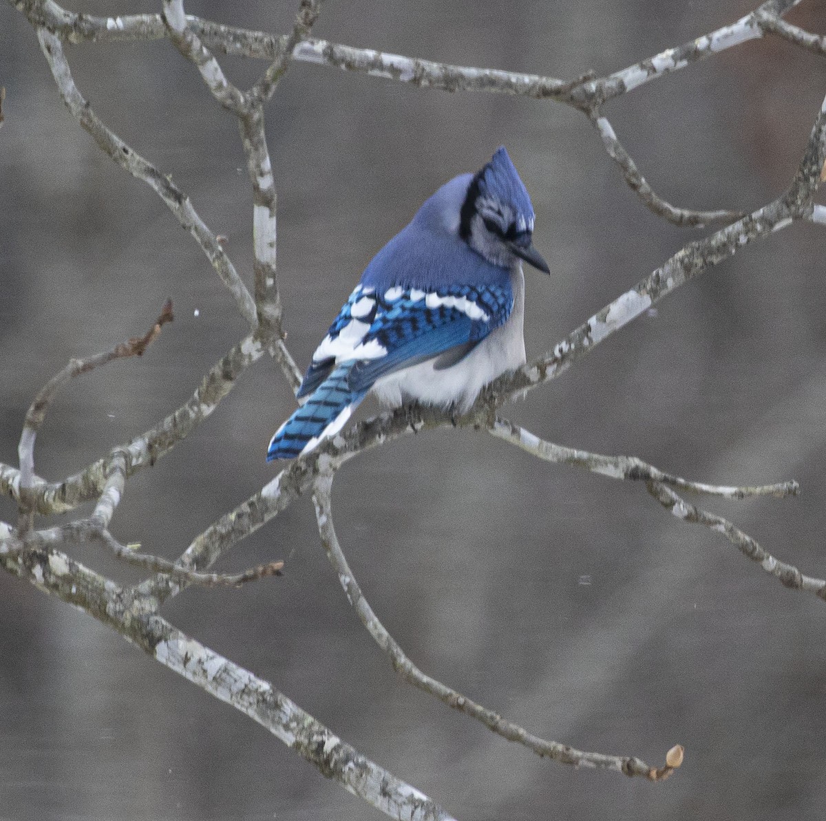 Blue Jay - ML307747051