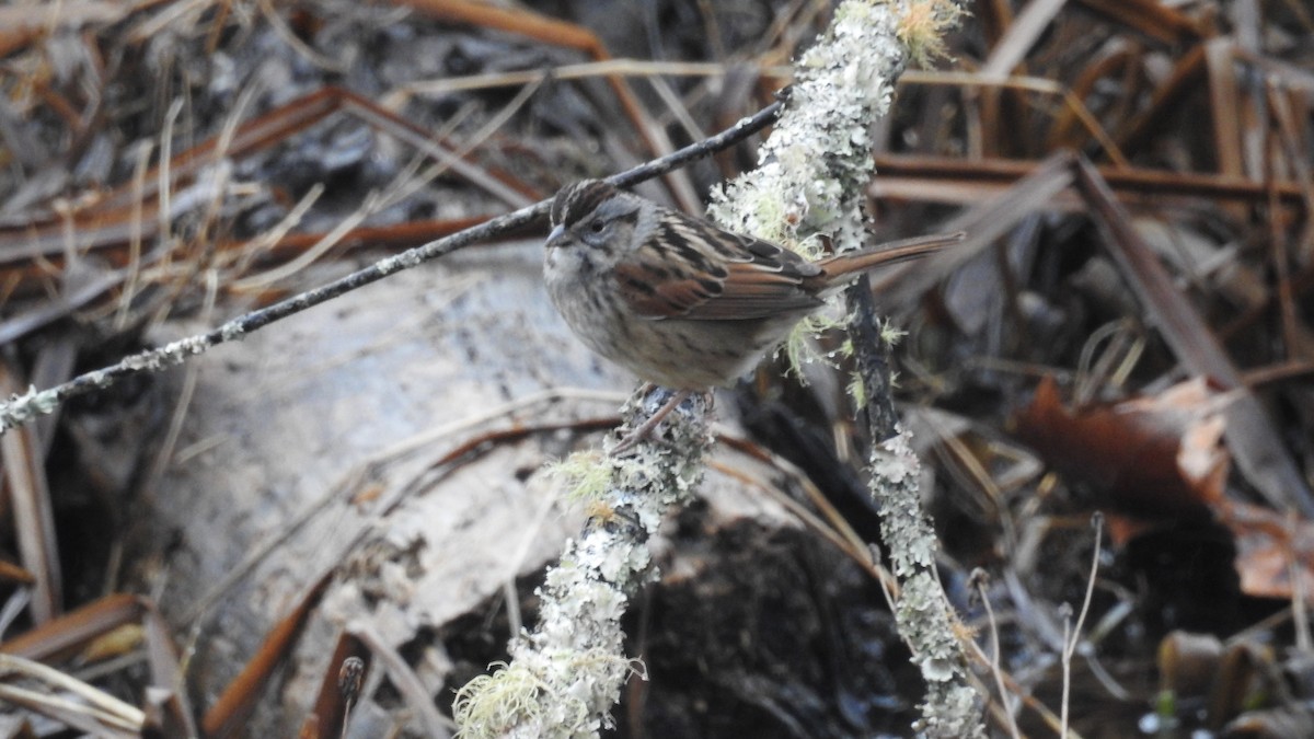Swamp Sparrow - Chayse Davis