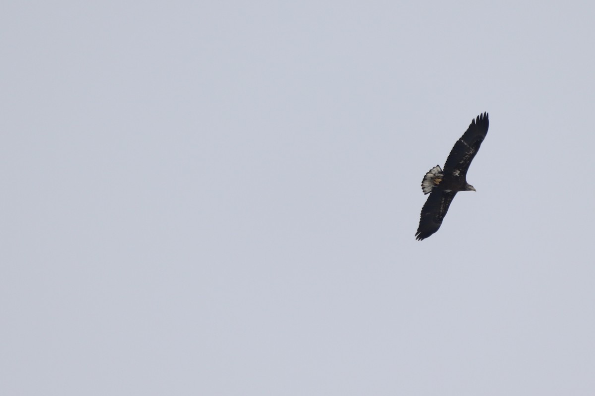 Bald Eagle - ML307748751