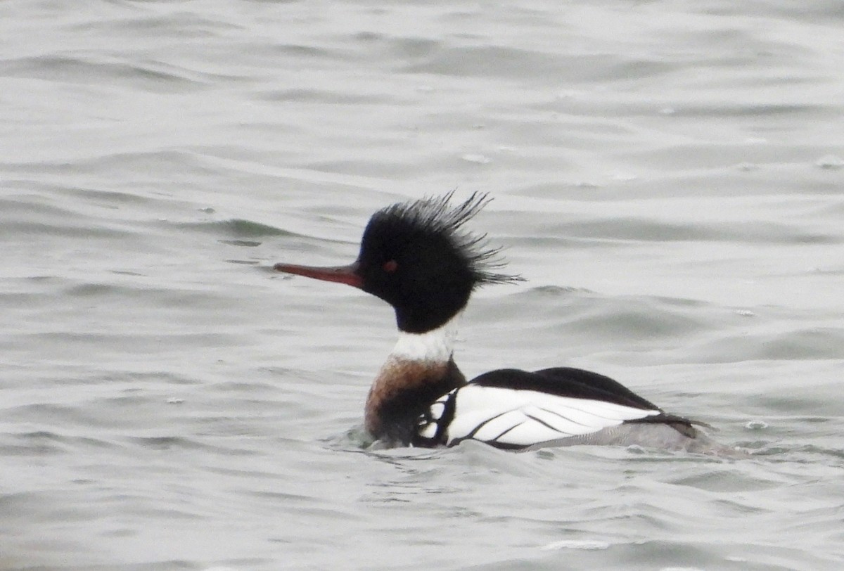 Red-breasted Merganser - ML307749171