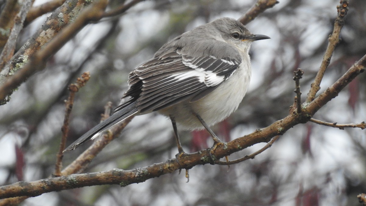 Northern Mockingbird - ML307749241