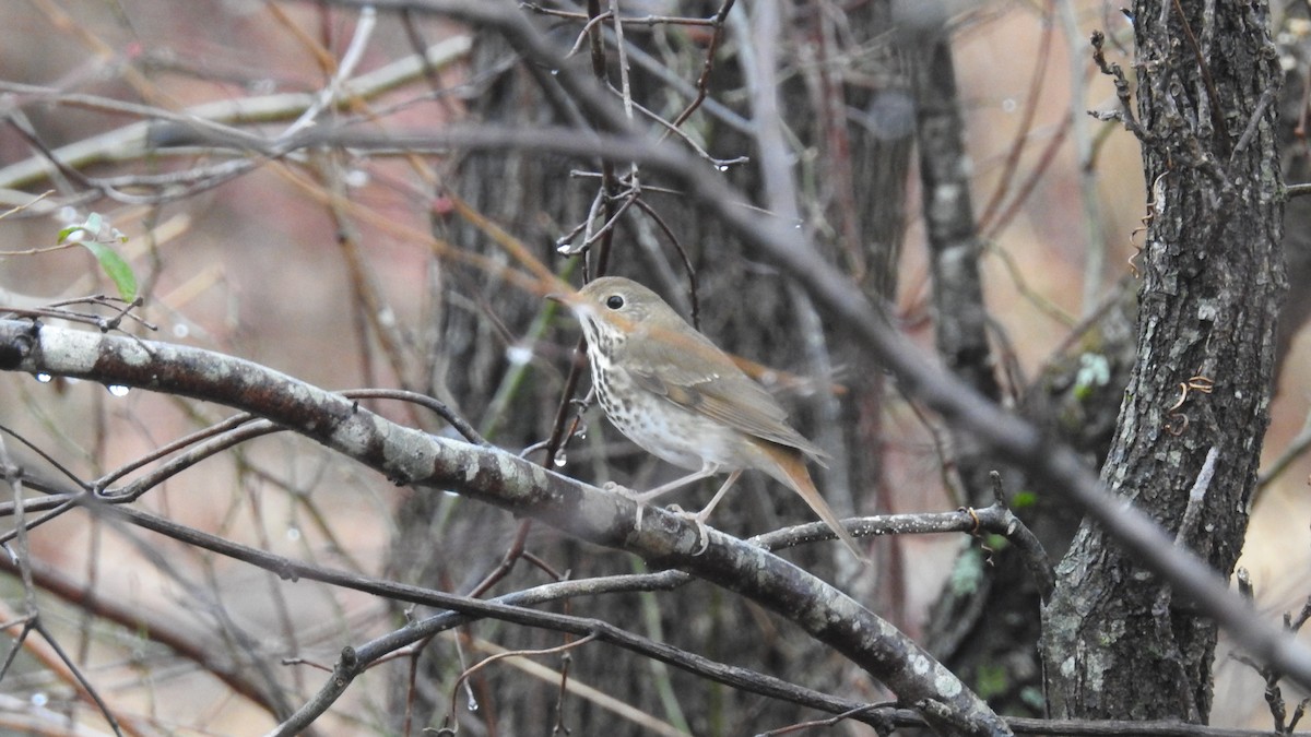 Hermit Thrush - Chayse Davis