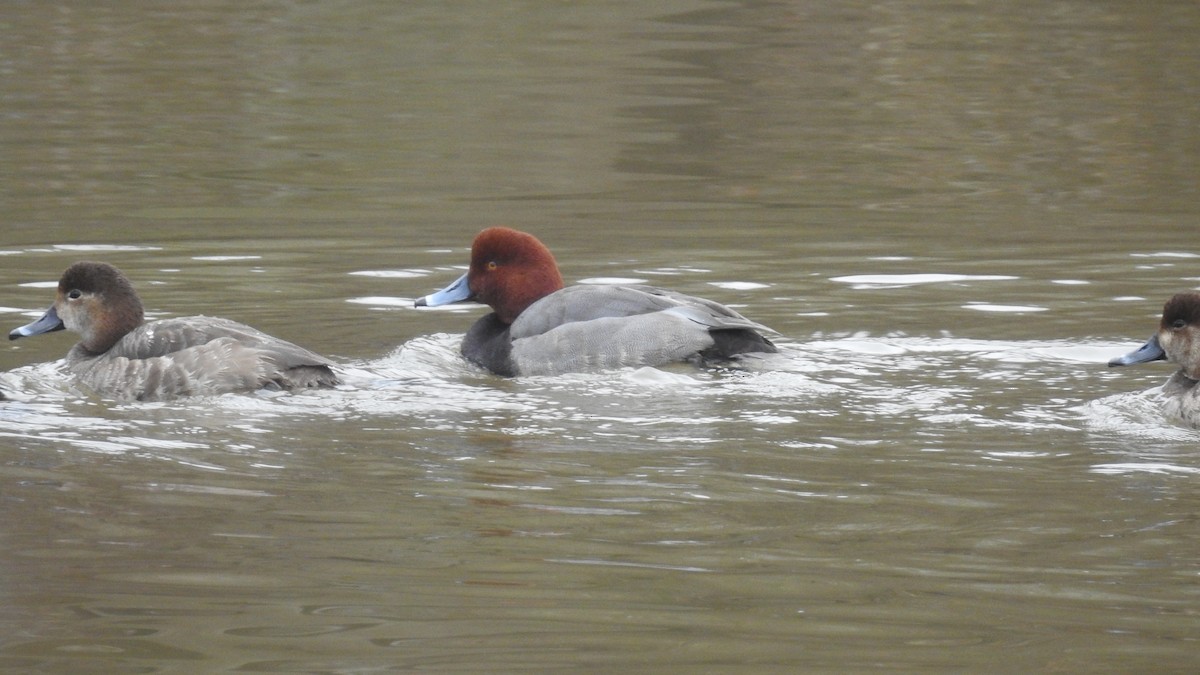 Redhead - ML307749551