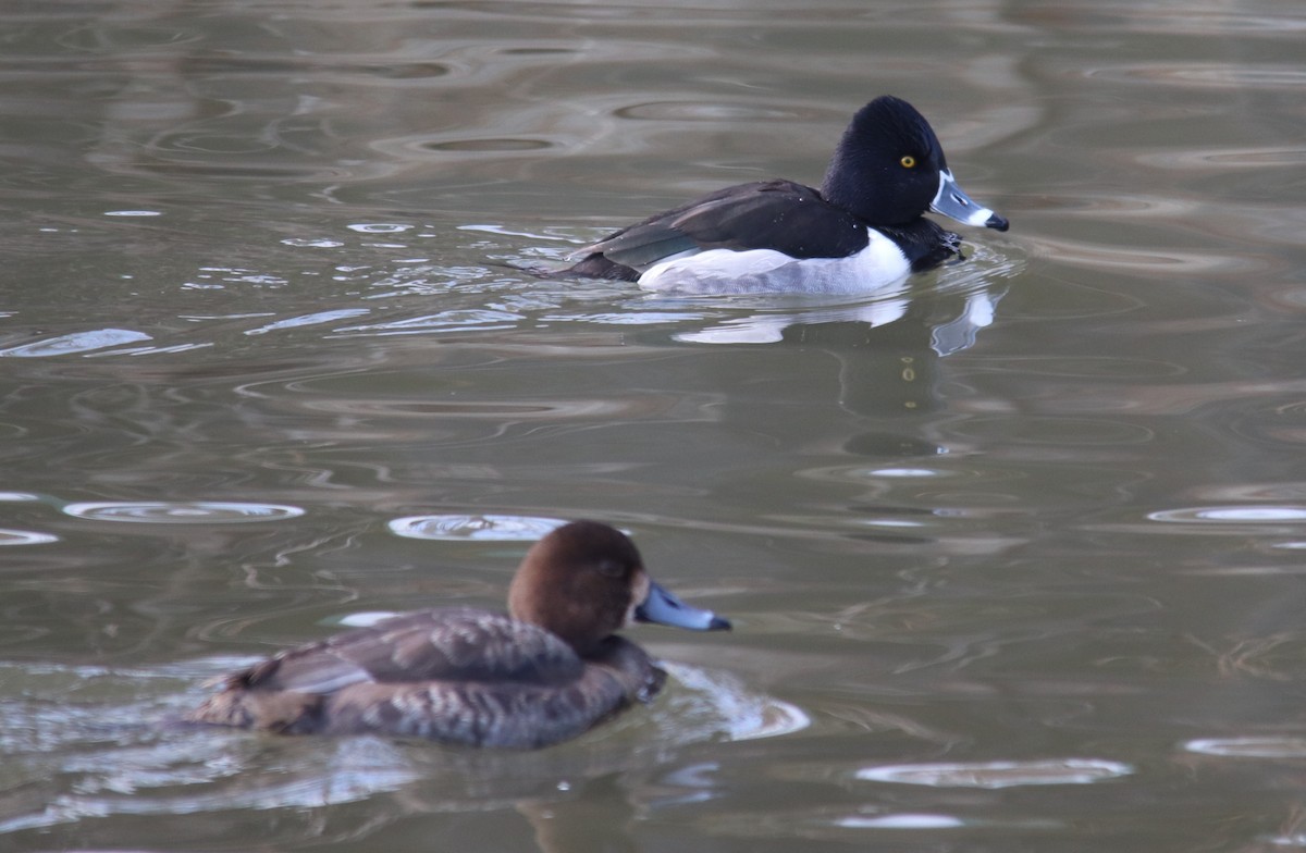 Ring-necked Duck - Peter Veighey