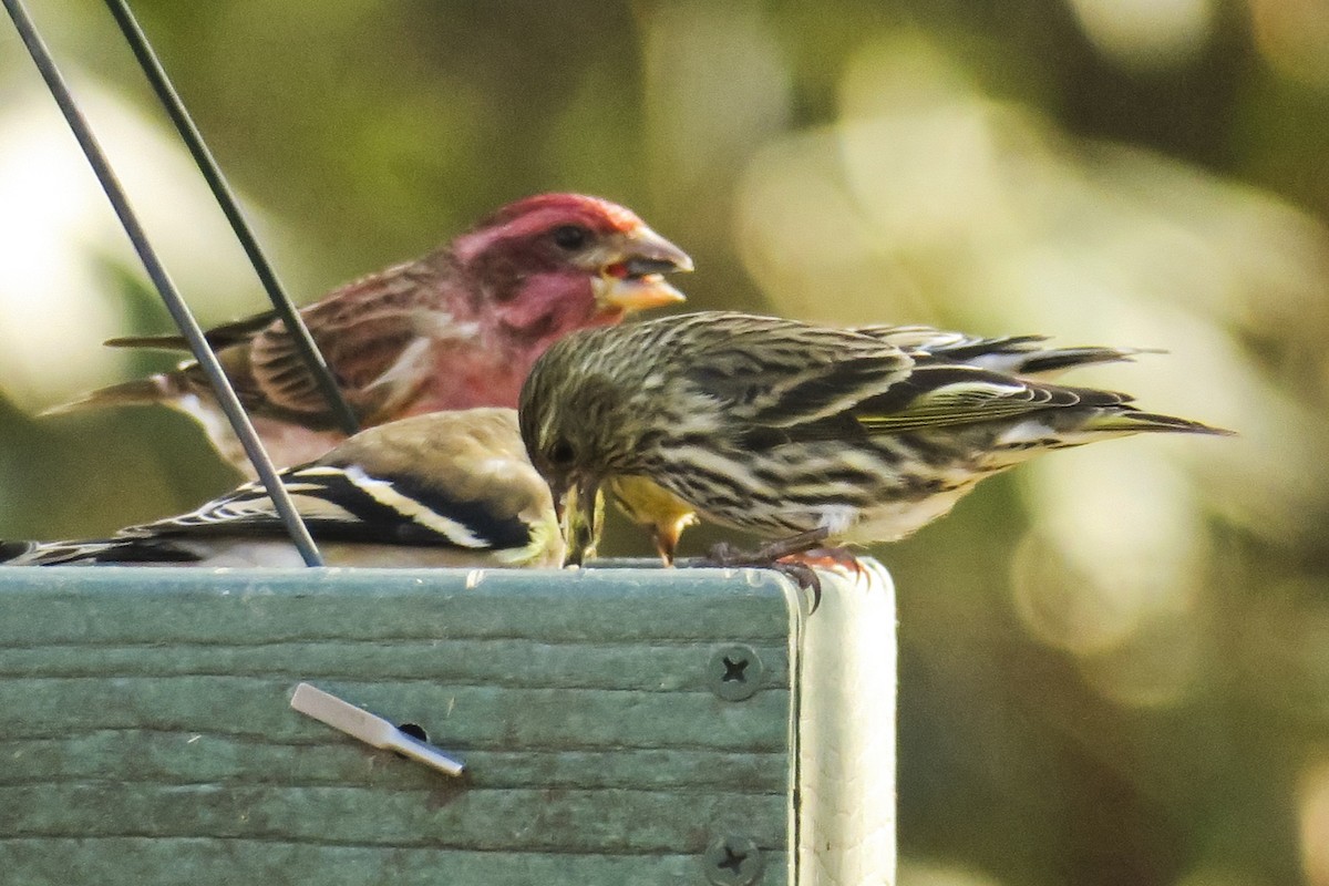 Pine Siskin - ML307751271