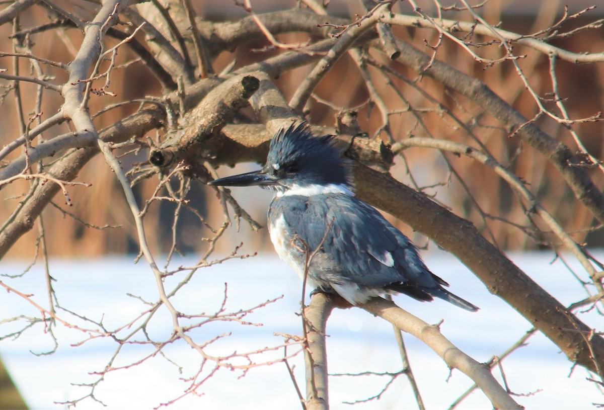 Belted Kingfisher - Peter Veighey