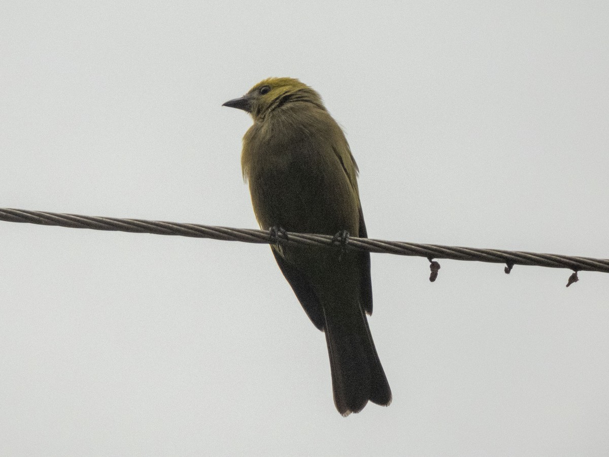 Palm Tanager - ML307753531