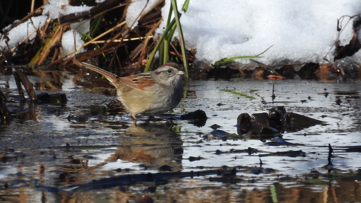 Swamp Sparrow - Chayse Davis