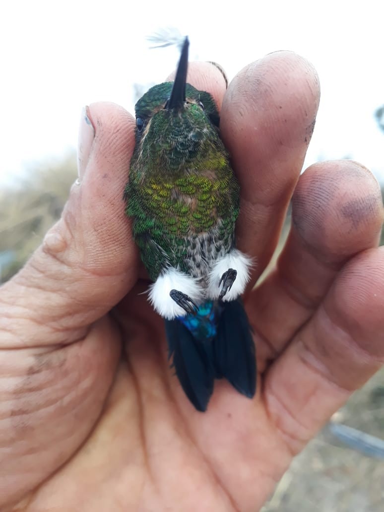 Gorgeted Puffleg - ML307756081