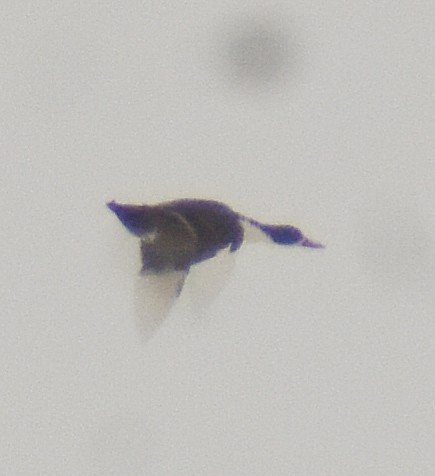 duck sp. - ML307756961