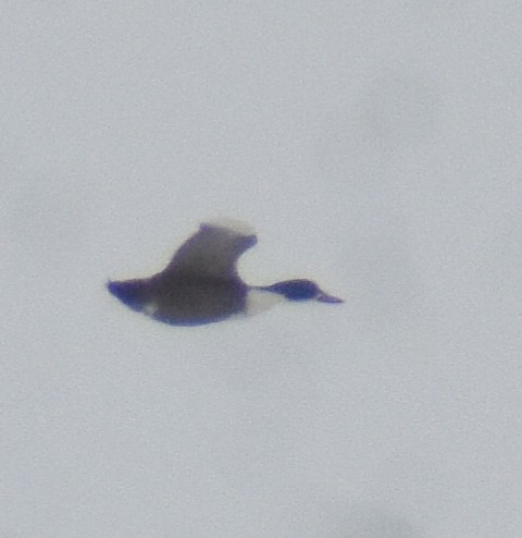duck sp. - ML307757031