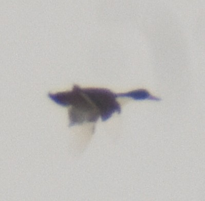 duck sp. - ML307757091