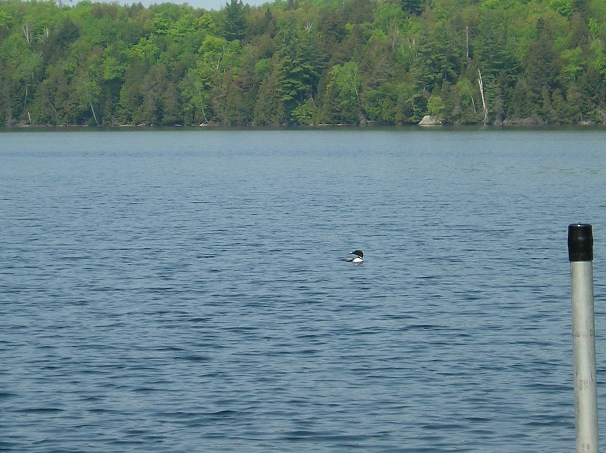 Common Loon - ML30775901