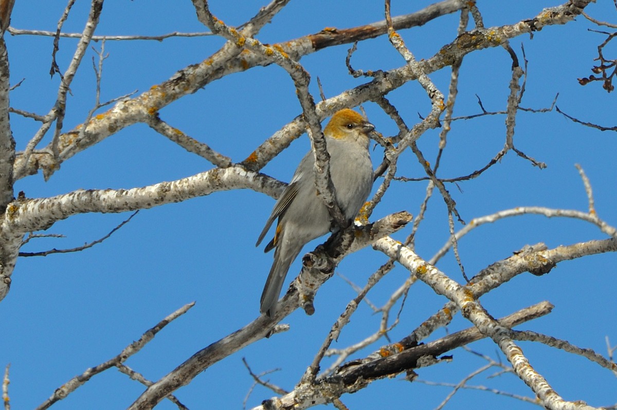 Нарсны шүршүү - ML307759381