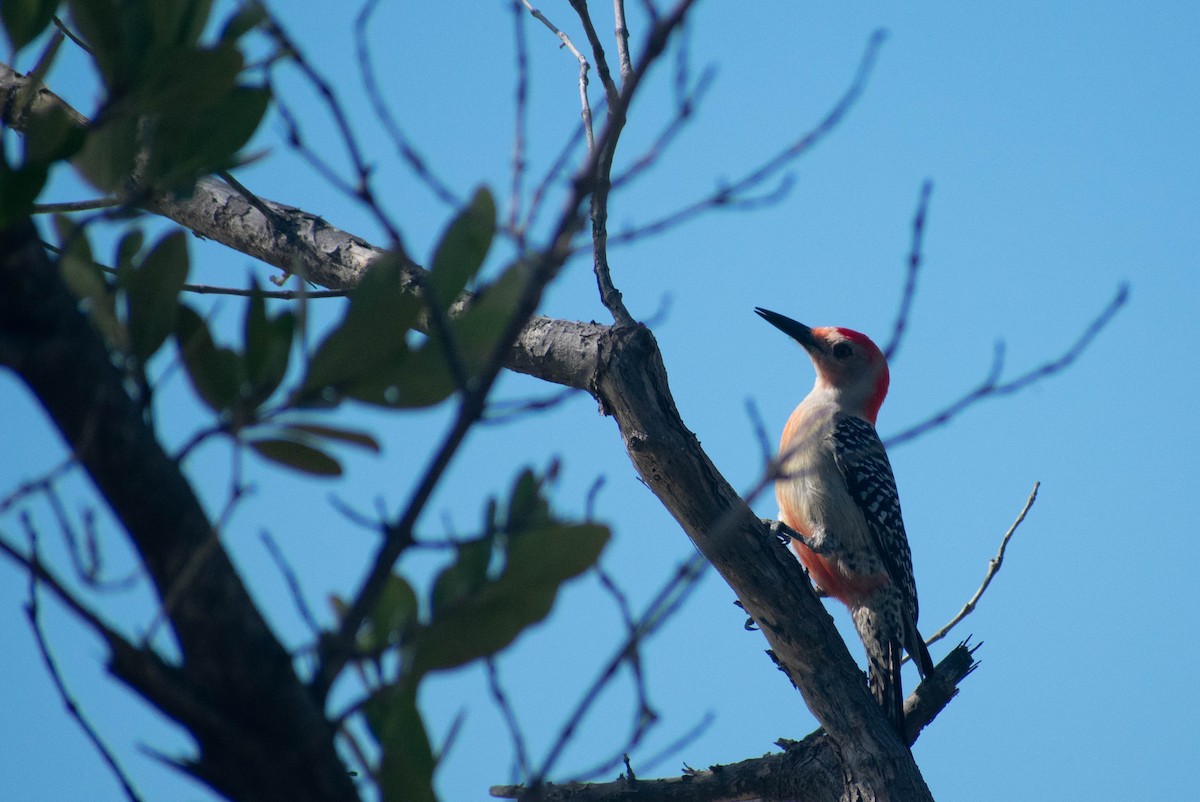 Red-bellied Woodpecker - Jerald Reb