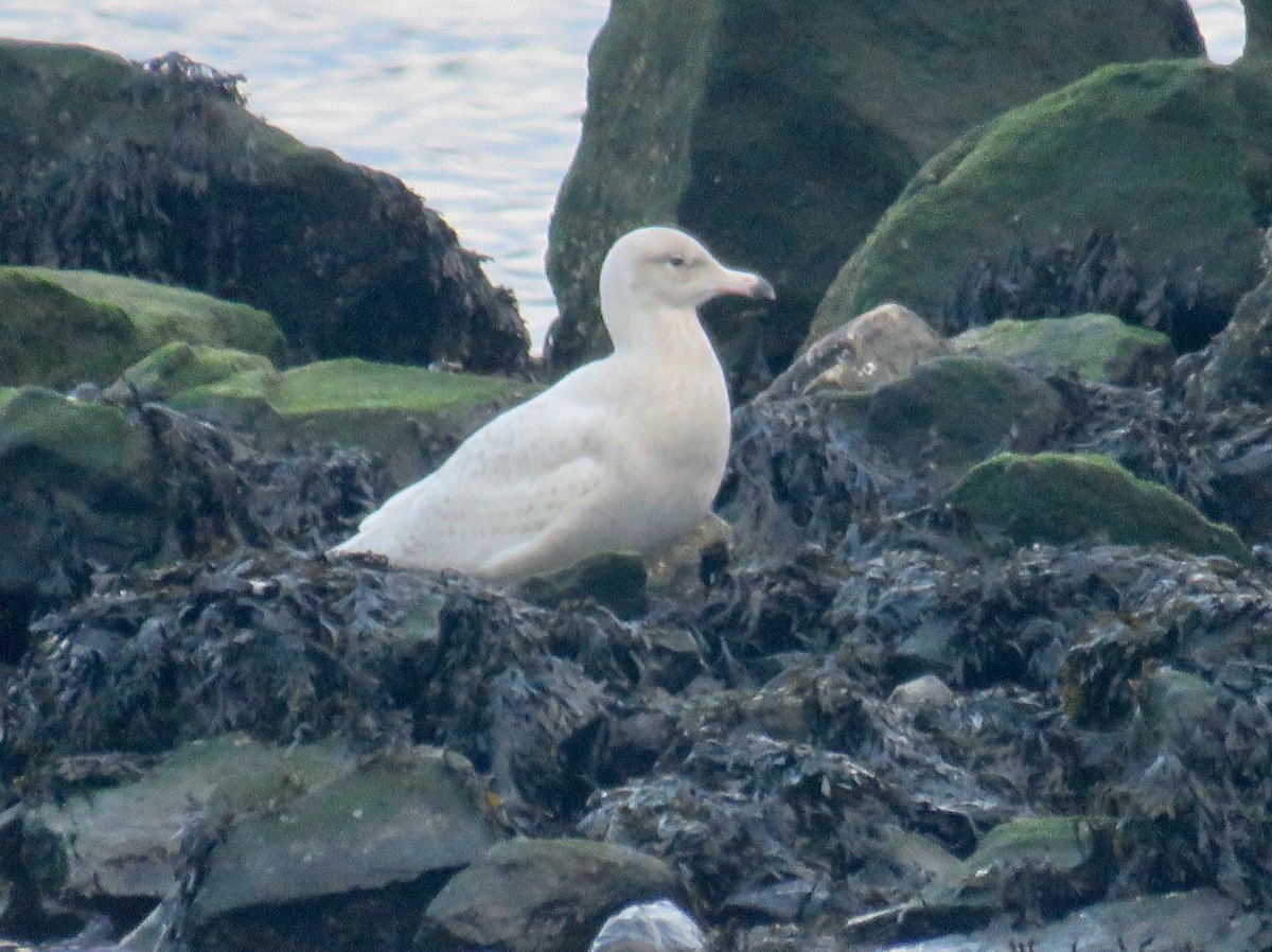 Glaucous Gull - ML307761341