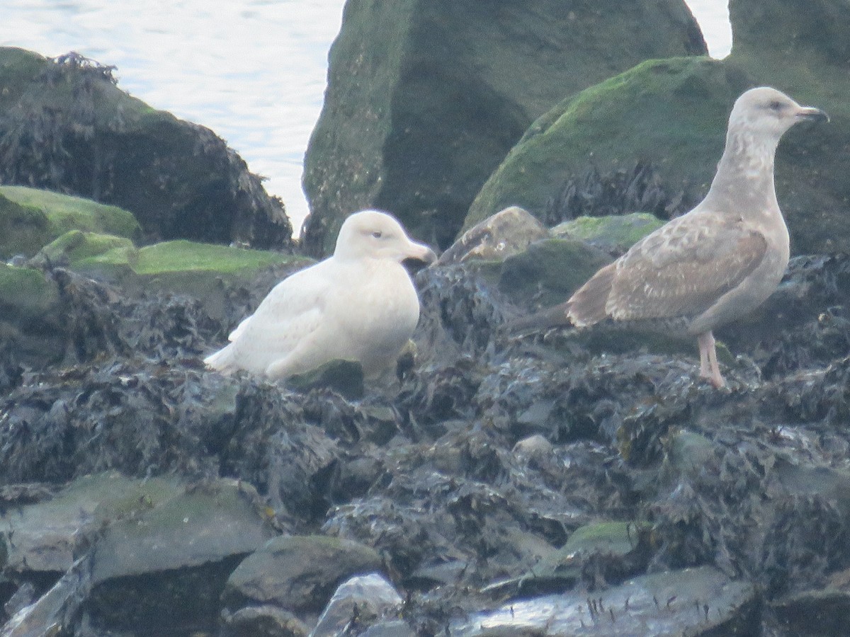 Glaucous Gull - ML307761421