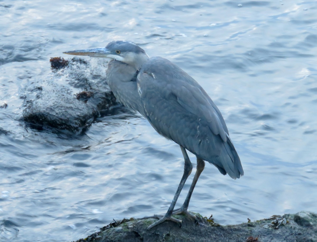 Great Blue Heron - ML307761501