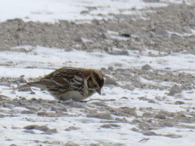 Lapland Longspur - ML307762751