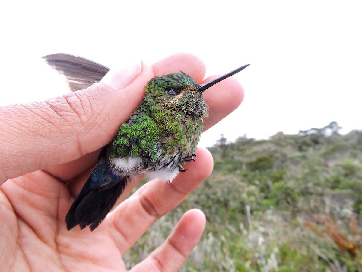 Gorgeted Puffleg - ML307763131