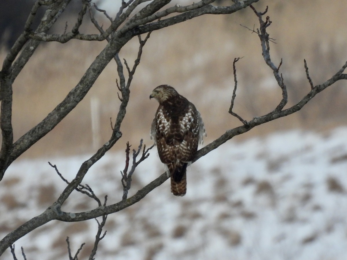 Red-tailed Hawk - ML307763611