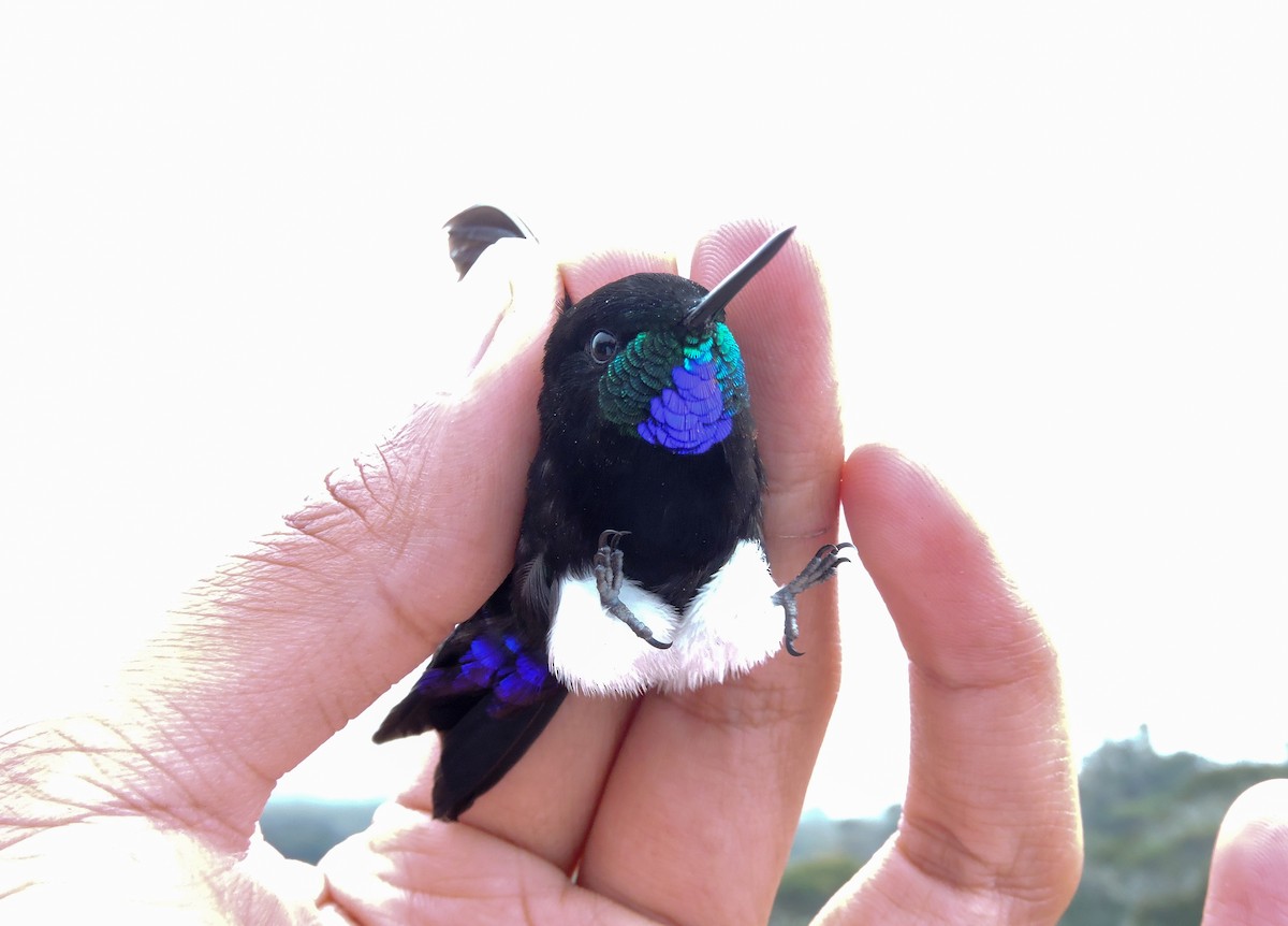 Gorgeted Puffleg - ML307764011