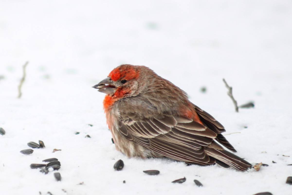 House Finch - ML307765161