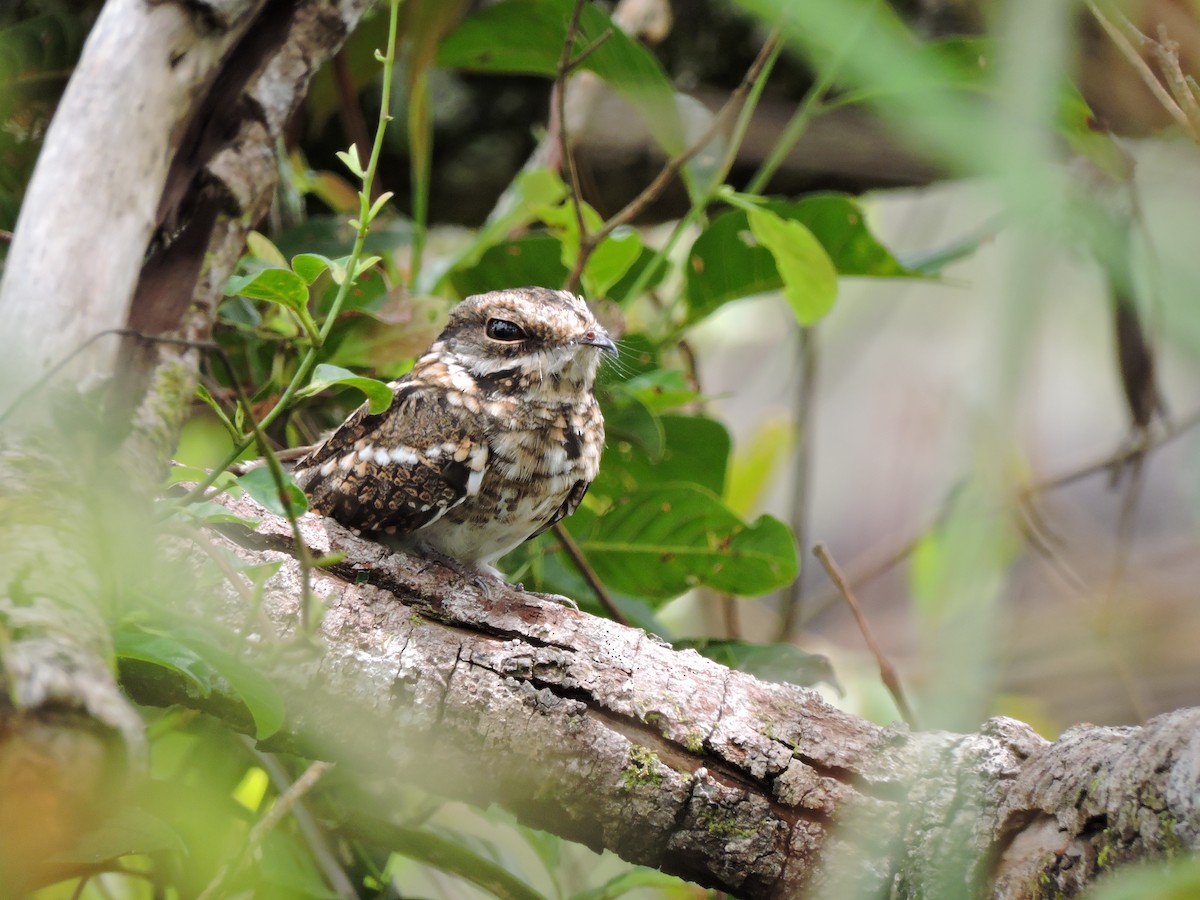 White-tailed Nightjar - ML30776601