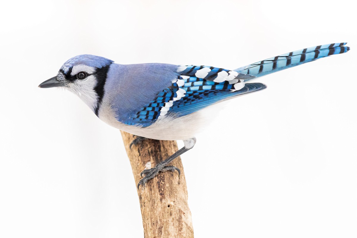 Blue Jay - ML307766291