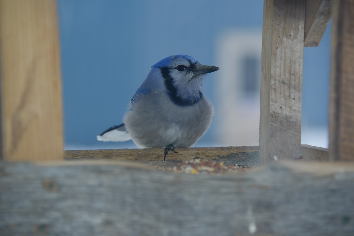 Blue Jay - ML307767741