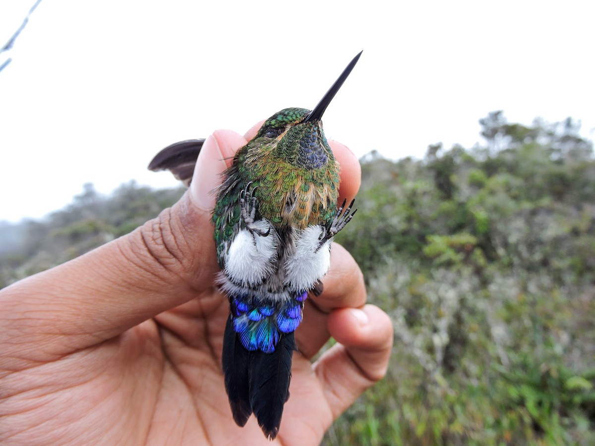 Gorgeted Puffleg - ML307768281