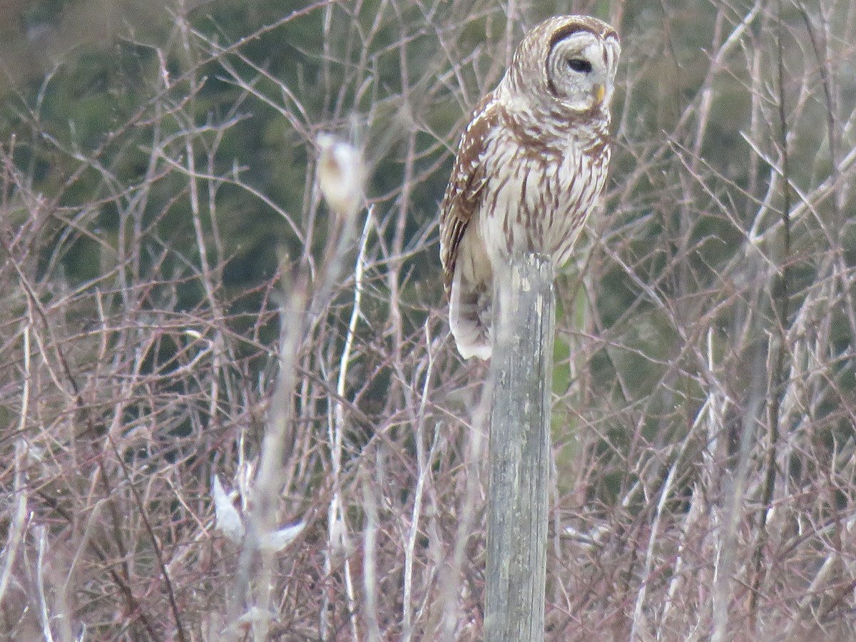 Barred Owl - ML307768511