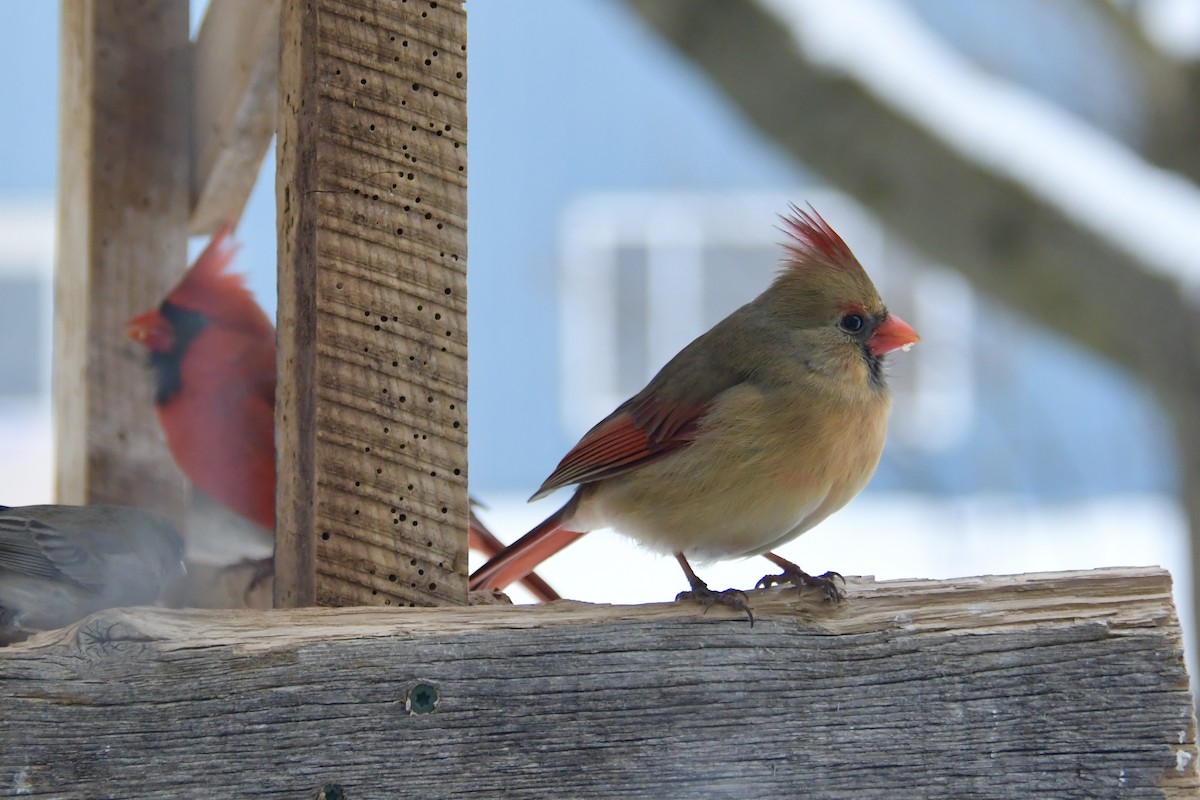 Northern Cardinal - ML307769141