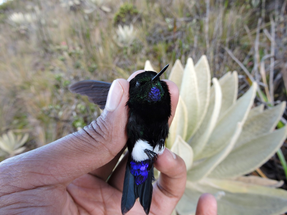 Gorgeted Puffleg - ML307769581