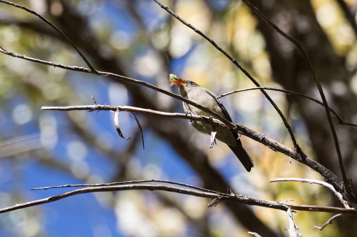 Greater Pewee - ML307769811