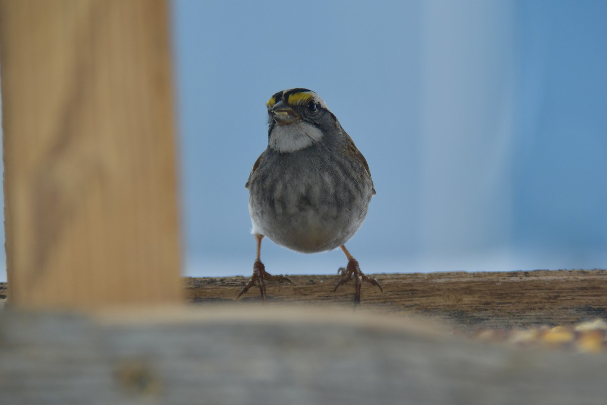 White-throated Sparrow - Harvey Smith