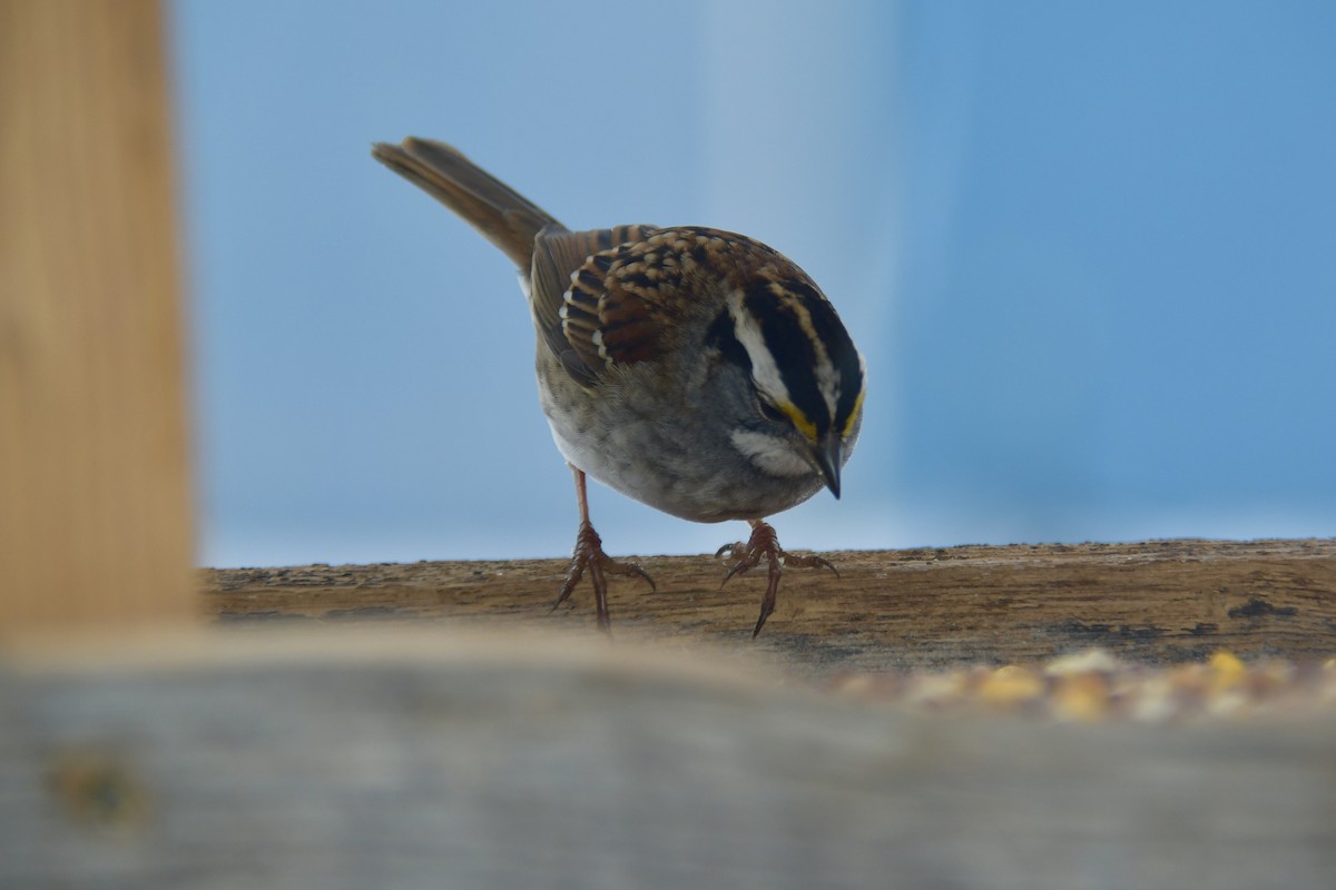 White-throated Sparrow - ML307770081