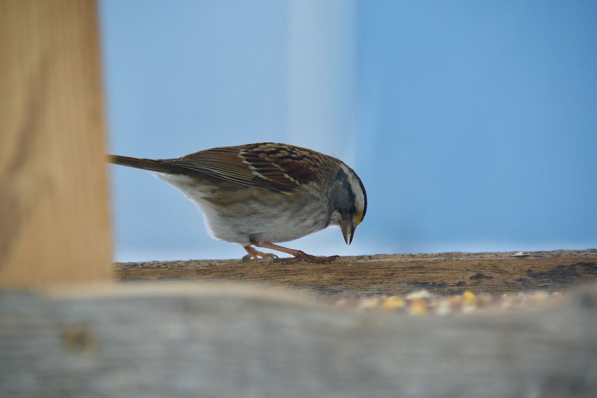 White-throated Sparrow - ML307770141