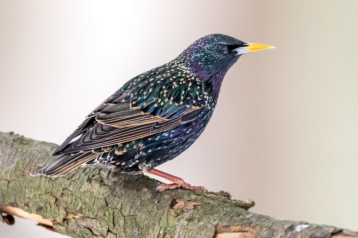 European Starling - ML307770421