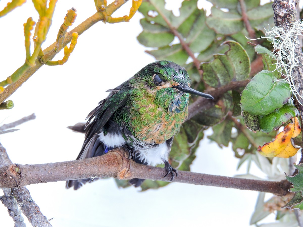 Gorgeted Puffleg - ML307771261