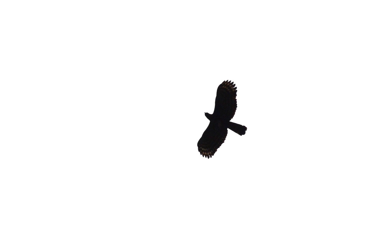 Black Hawk-Eagle - ML30777131
