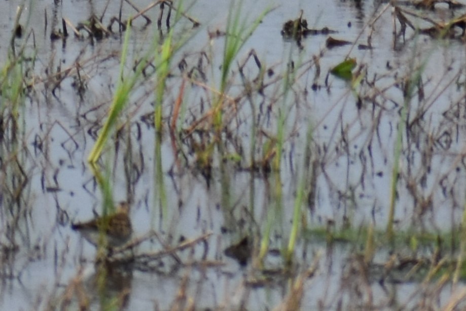 White-rumped Sandpiper - ML307771621