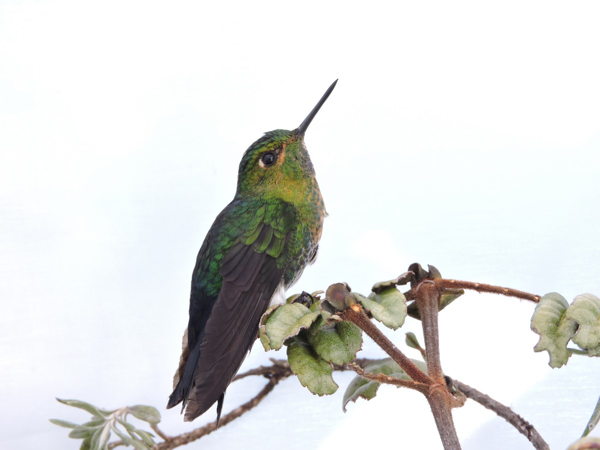 Gorgeted Puffleg - ML307771831